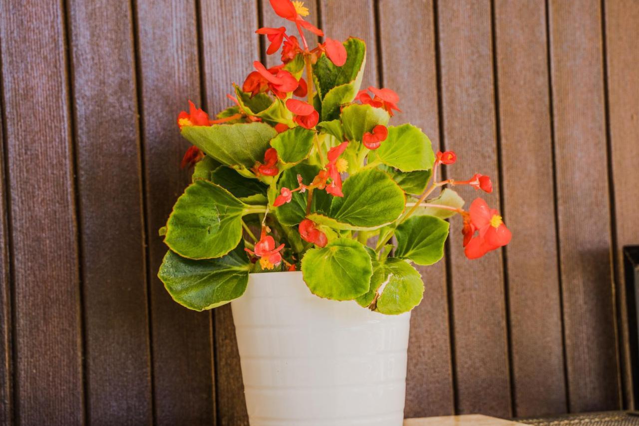 Green Apartment Ground Floor Feel Like Home Properties Saronida エクステリア 写真